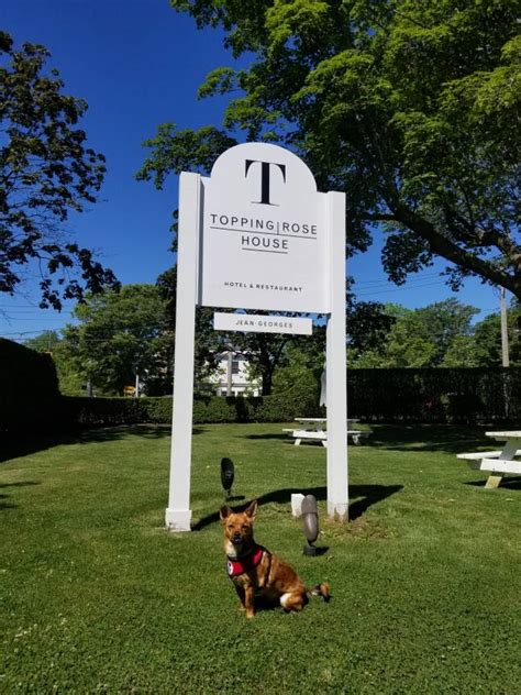 pet friendly hampton inns|hamptons dog friendly hotels.